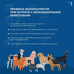 Памятка по вопросу отлова безнадзорных животных